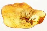 Detailed Fossil Gnat (Macrocerinae) In Baltic Amber - Rare #275448-1